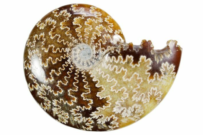 Polished Ammonite (Cleoniceras) Fossil - Madagascar #358404